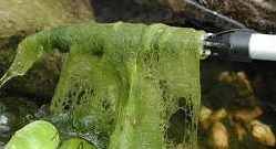 algen vijver bestrijden